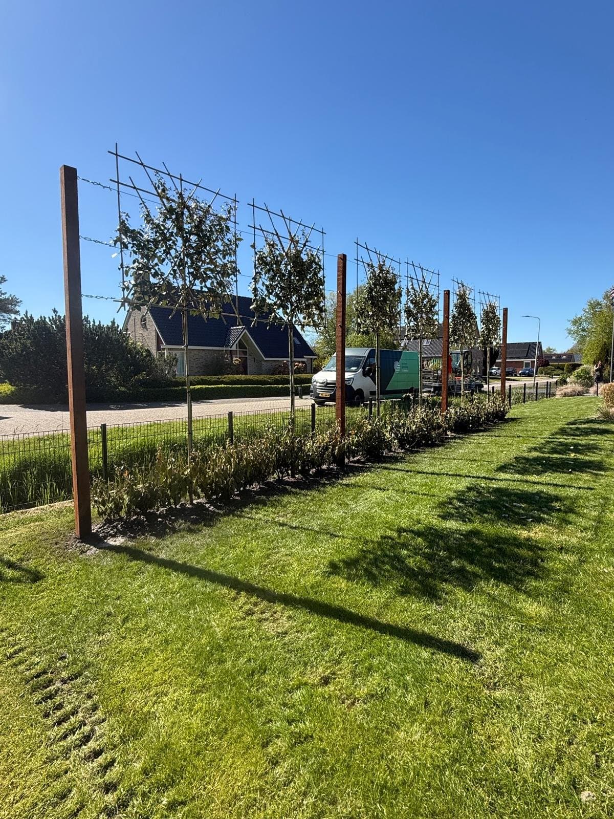 Leibomen en olijfwilghaag in Broeksterwâld in Broeksterwâld